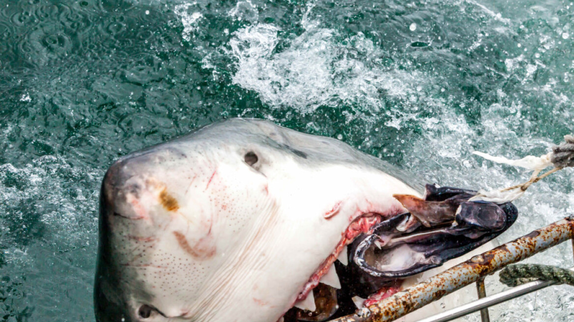 Απίστευτες φωτογραφίες: Τα σαγόνια του καρχαρία σε... πρώτο πλάνο